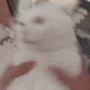 CatShake