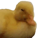 DuckNo