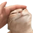 catpet