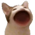 popcat
