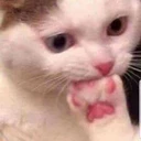 cattoes