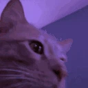 happycatparty
