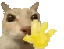 cat_hi