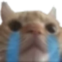 echat_CattoSobs