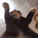 catshake