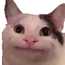 politecat