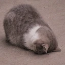 Cat_noquiero