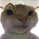 gatitorosa