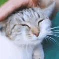 PetTheCat