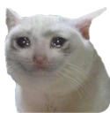 cat_cry2