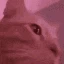 CatDance