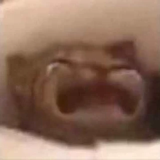 catcry