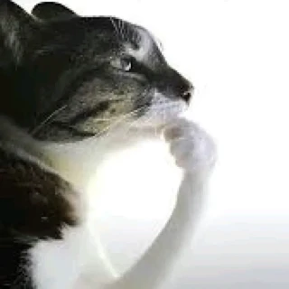 cat_thinking
