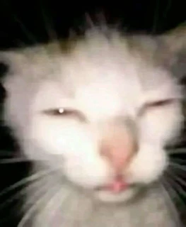 cat stare