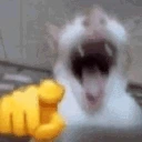 cat laugh