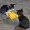 bros
