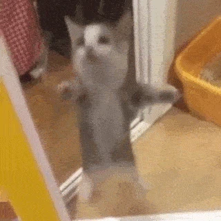 yippie cat