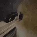 stare