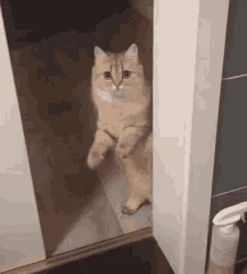 cat leave