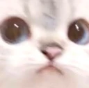 CuteCat