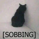 cat sobbing