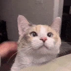 cat headpat