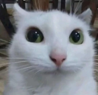 cat stare